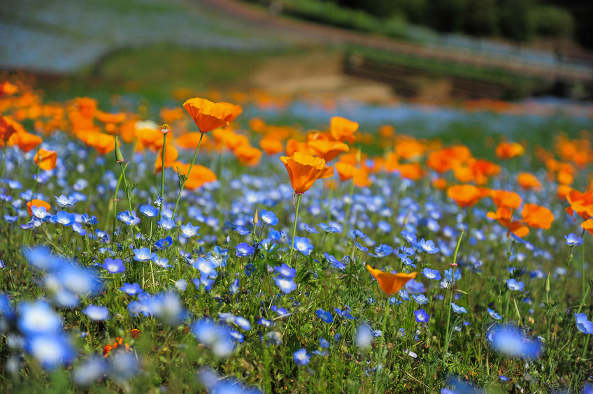 spring flowers